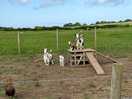 Baby goats!