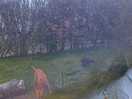 Owners dogs fouling on our pitch, dogs not attended and poo not picked up