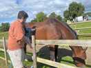 Very calming horse