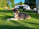 Blu enjoying a rest