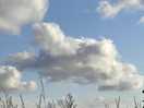Turtle cloud