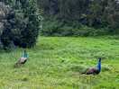 Peacocks