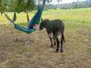 Donkeys visiting