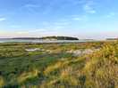 Wetland for birds
