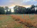 The mowed camping area next to the longer grassier areas.