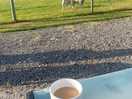 Morning brew with the sheep