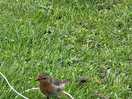 A little visitor
