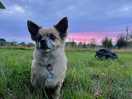 Milo in the sunset