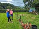 Chickens