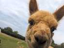 Saying hello