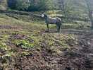 Beautiful horses that are friendly and will come up to you for head scratches