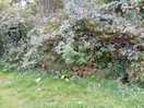 Overgrown hedge with briars and nettles around pitches .