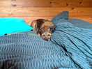 Cosy dog