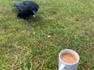 Sharing my morning cuppa!