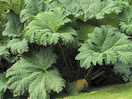 Gunnera × cryptica massive leaves about 7ft across, never seen this wild!