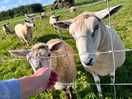 We were able to feed the sheep.
