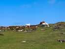 Freilaufende pferde am st. davids head
