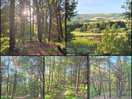 Woodland walk