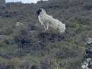 Sheep on the way to crottys lake