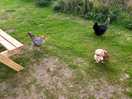 Chickens!