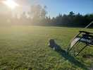 Dog just chilling
