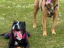Worn out dogs well exercised