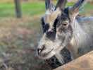 Loved the goats roaming