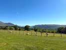 Working farm, sheep field in front of the paddock camping pitches
