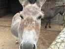 Another friendly donkey !