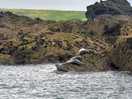 Boat trip from st ives