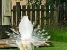 Beautiful peacocks