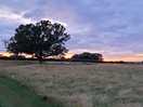 Approaching the field of dreams after an evening walk to elmdon and chrishall