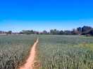 Walking to & from the village through westfield.