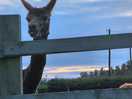 Alpaca on site