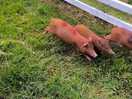 Pig race