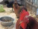 What the cluck are you doing? whats them pink things?