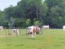 The view from our pitch, they did come closer to the fence, the calves are quite timid.