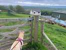 Dog friendly