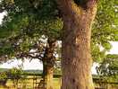 Lovely big tree on the site
