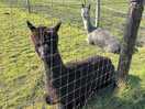 Nice to see them but missing a business trick that you can’t walk with them or interact in any way.
