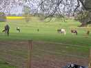 Beautiful horses