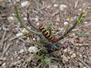 Alice in wonderland type caterpillar