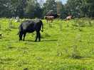Our gentle neighbours
