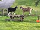 Play mates