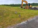 Digger and geese
