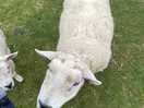 🐑