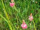 Wild flowers on edge of dog walk