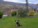 Happy dog
