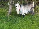 Crazy guard goat 🤣