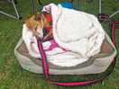 Daisy enjoyed the peace and quiet as much as we did.